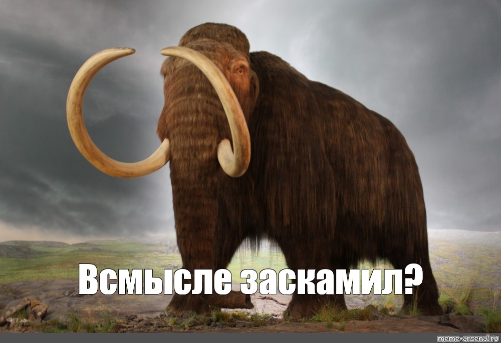 Заскамил мамонта