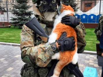 Кот сидит на панели автомобиля - мем Чмоня