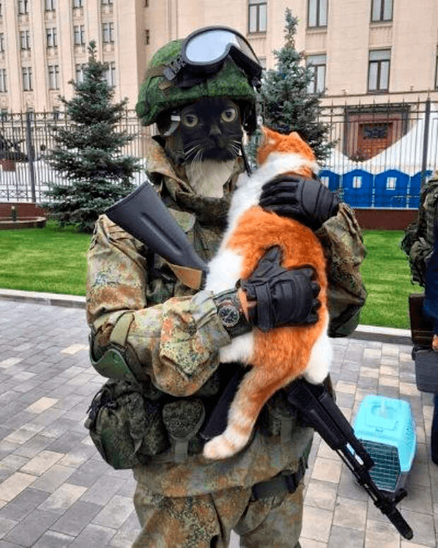 Кот сидит на панели автомобиля - мем Чмоня