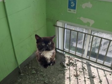 Кот сидит на панели автомобиля - мем Чмоня