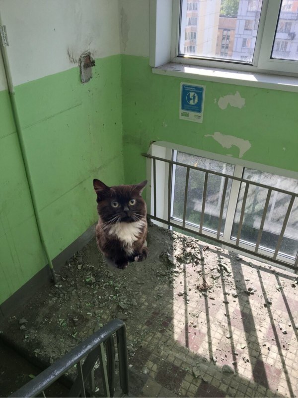 Кот сидит на панели автомобиля - мем Чмоня