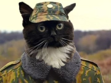 Кот сидит на панели автомобиля - мем Чмоня