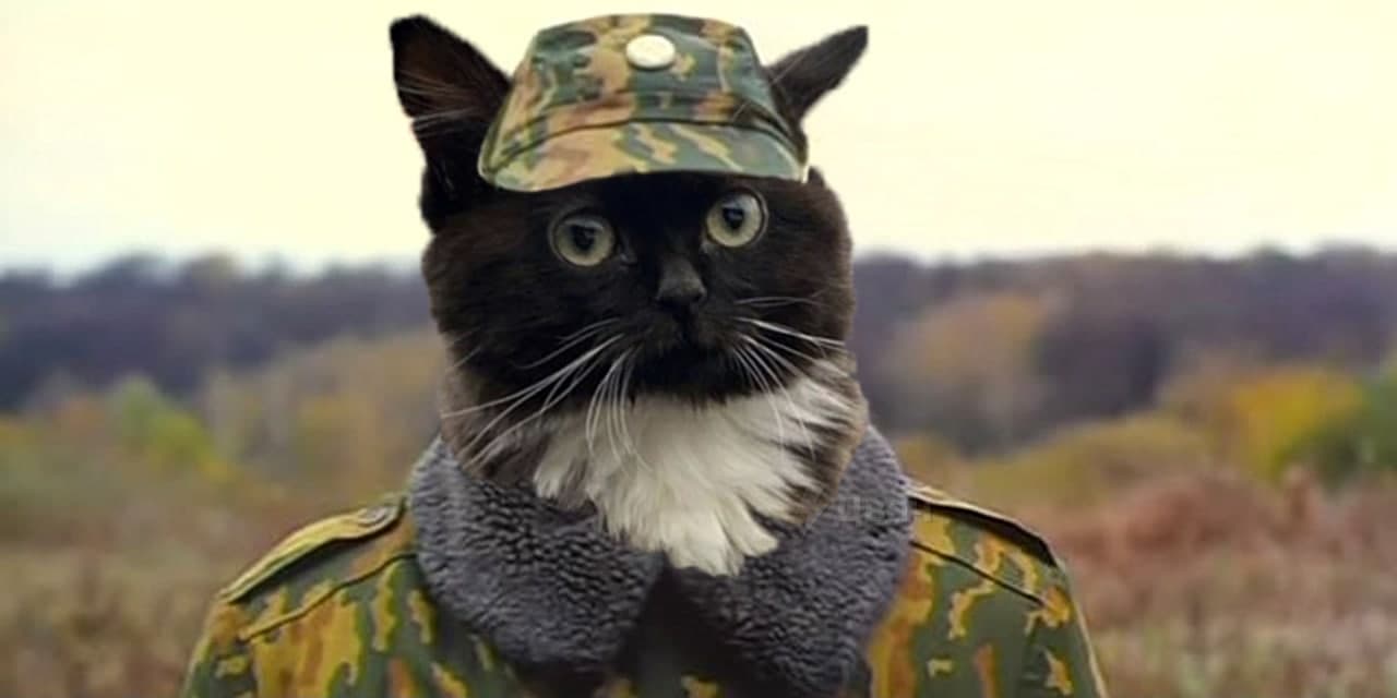Кот сидит на панели автомобиля - мем Чмоня