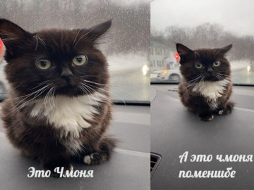 Чмоня