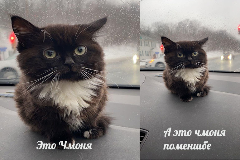 Чмоня
