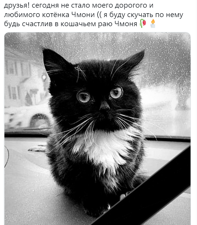 Кот сидит на панели автомобиля - мем Чмоня