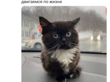 Чмоня