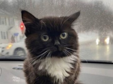 Кот сидит на панели автомобиля - мем Чмоня