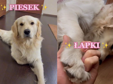 piesek мем песня тик ток