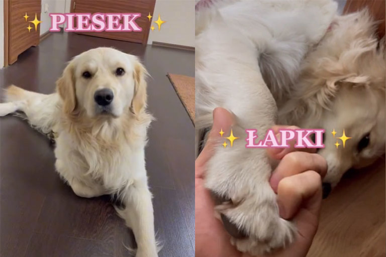 piesek мем песня тик ток