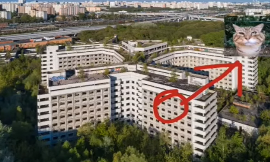 Кот Носок
