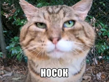 Кот Носок