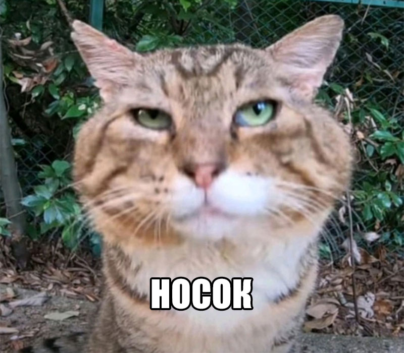 Кот Носок