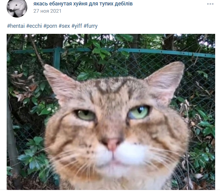 кот носок вконтакте