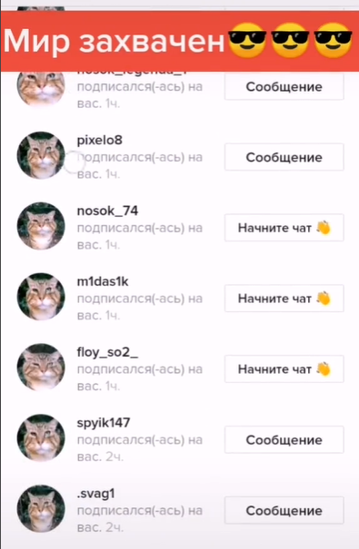 кот носок тик ток