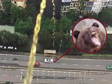 Медведь пьет Фанту