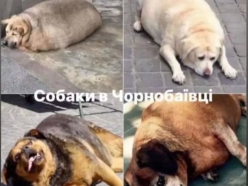 Чернобаевка, Чорнобаївка