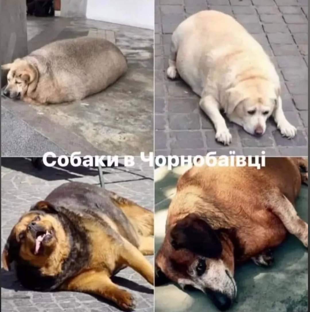 Чернобаевка, Чорнобаївка