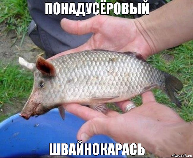швайнокарась мем швайнокарась мем