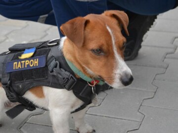 Пес Патрон