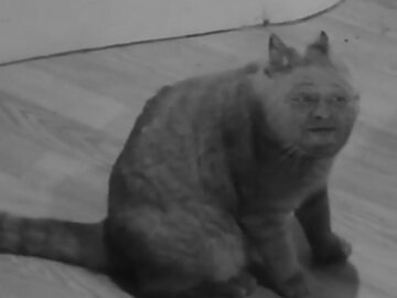 Скуф