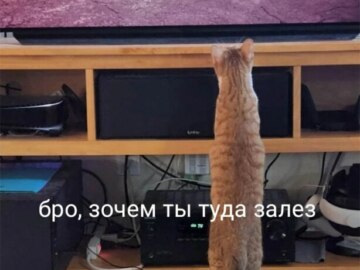 Мемы про игру Stray