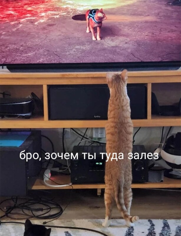 Мемы про игру Stray