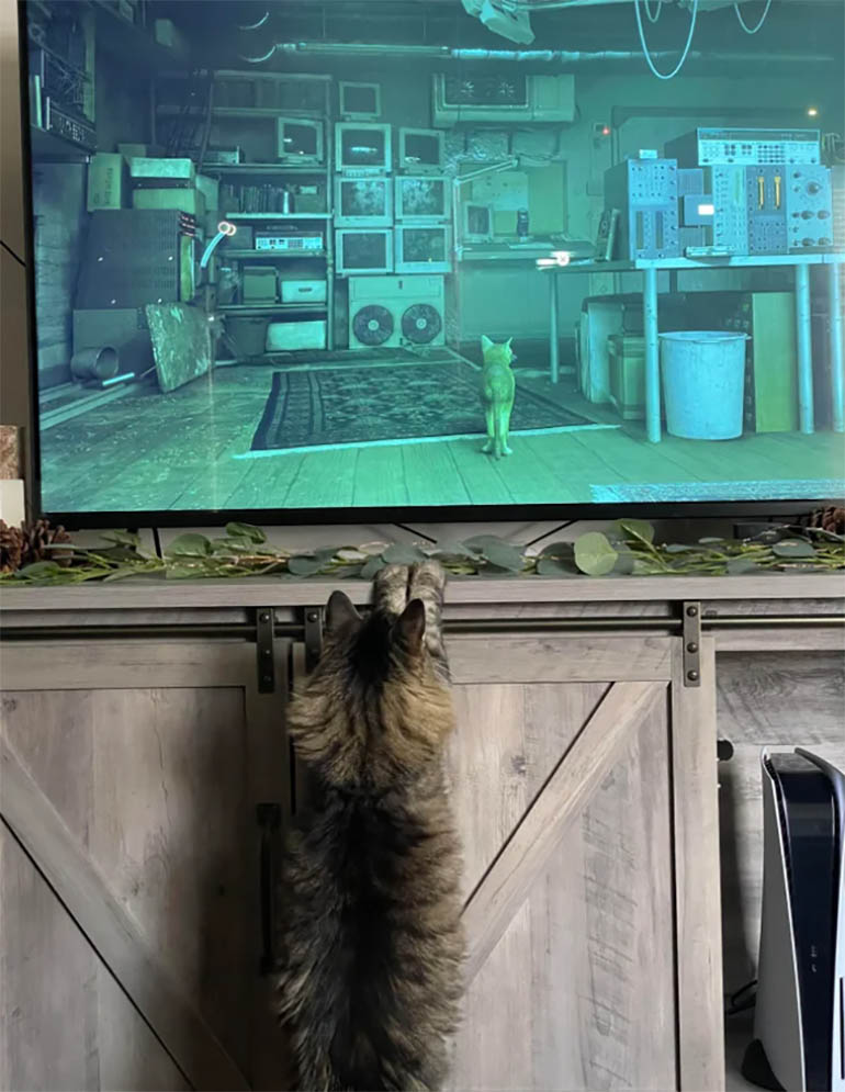 что за игра стрей с котом