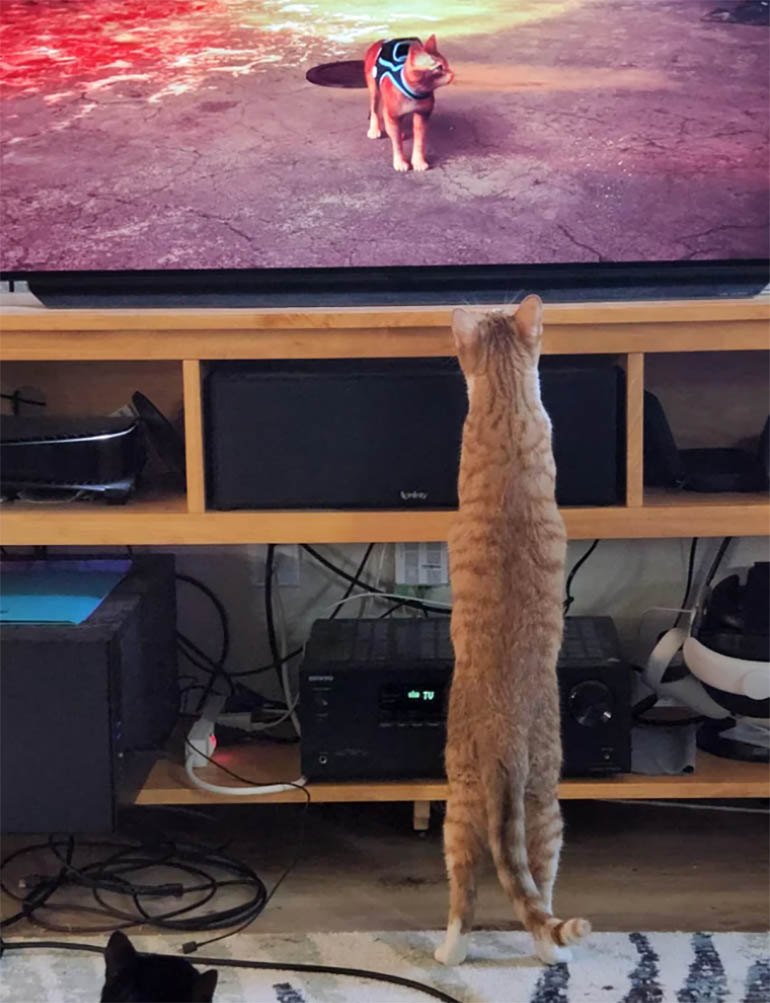 коты реагирую на игру stray
