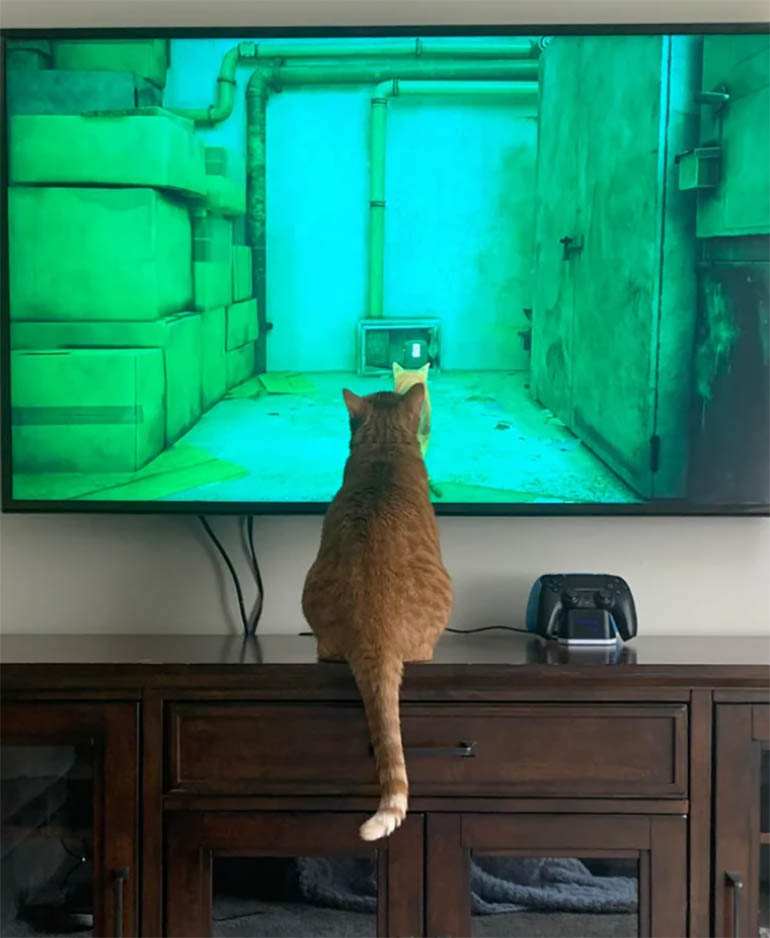 что за игра стрей с котом