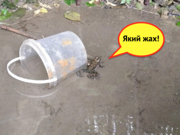 Макеевский родничок