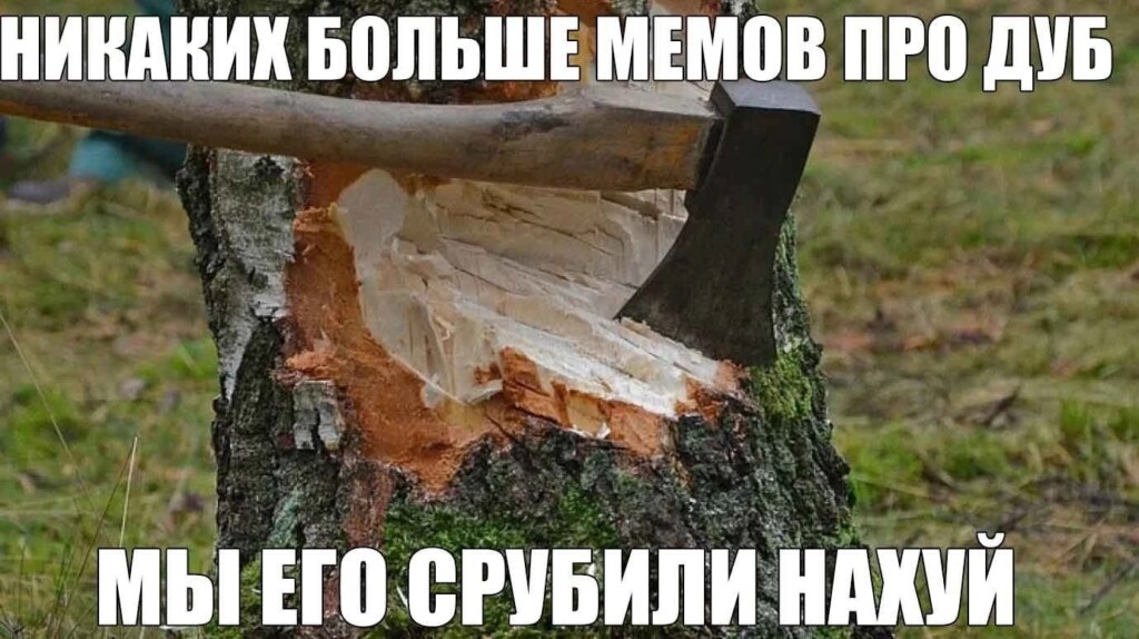 мемы про дуб мудрый дуб мемы про дуб мудрый дуб