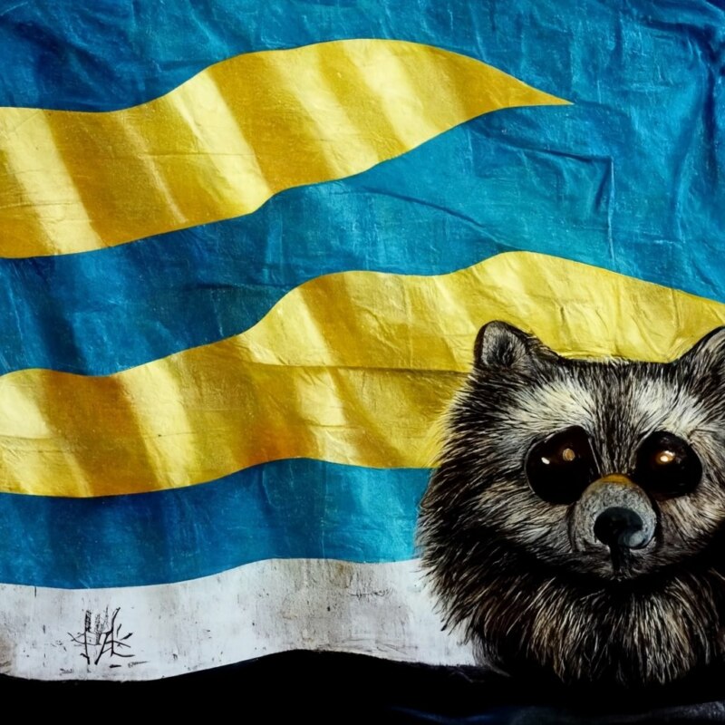 Енот из Херсона