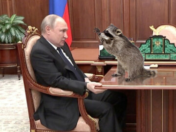 Енот из Херсона