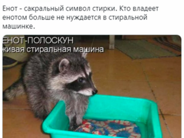 Енот из Херсона