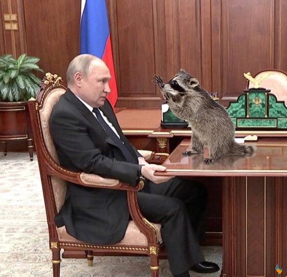 Енот из Херсона