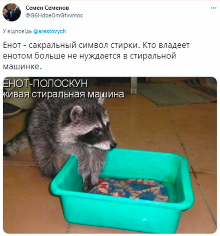 Енот из Херсона