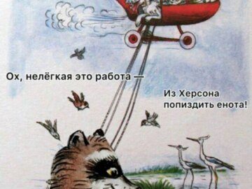 Енот из Херсона