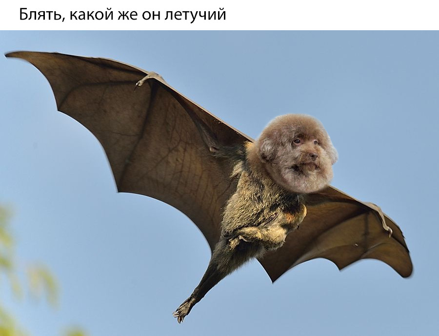 Блять какой же он ебучий