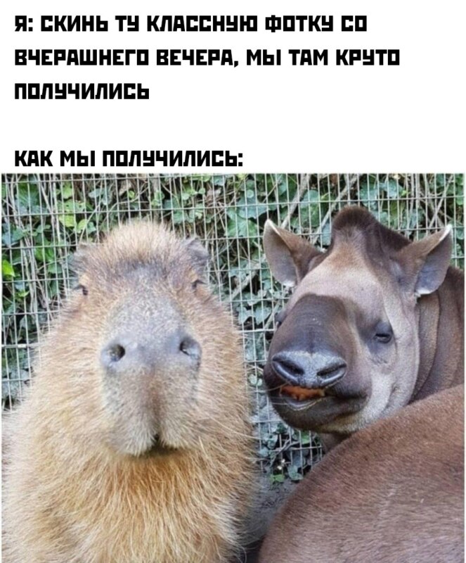 Капибара Капибара