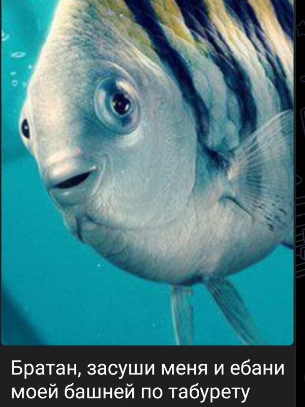 flounder mermaid meme