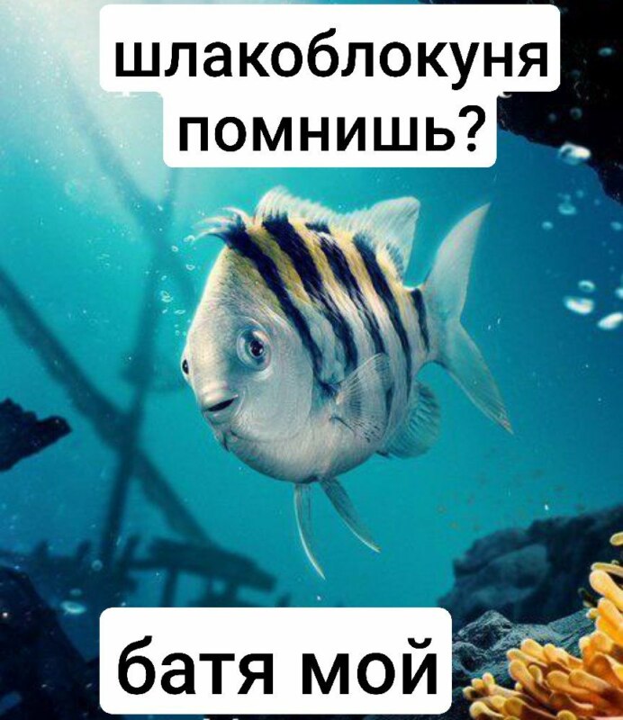 флаундер из русалочки мемы