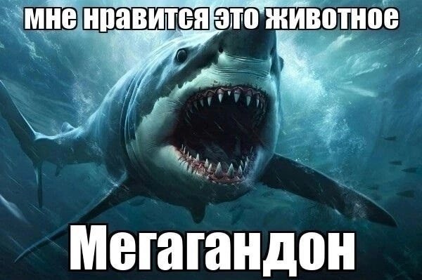 обожаю это мем это же мой любимый обожаю это мем это же мой любимый