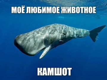 Обожаю это