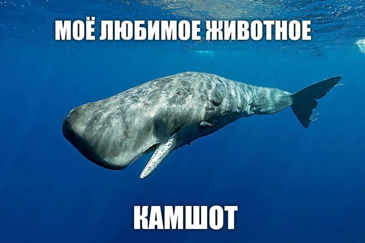 Обожаю это