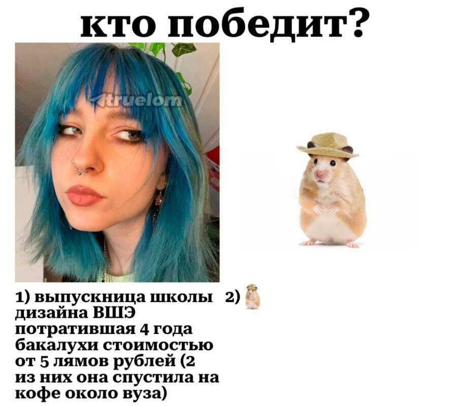 хомяк в шляпе