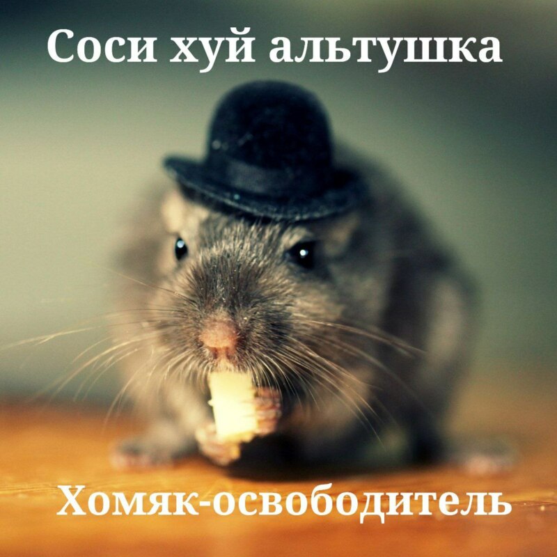 хомяк в шляпе