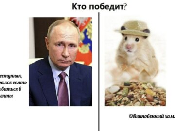 хомяк в шляпе