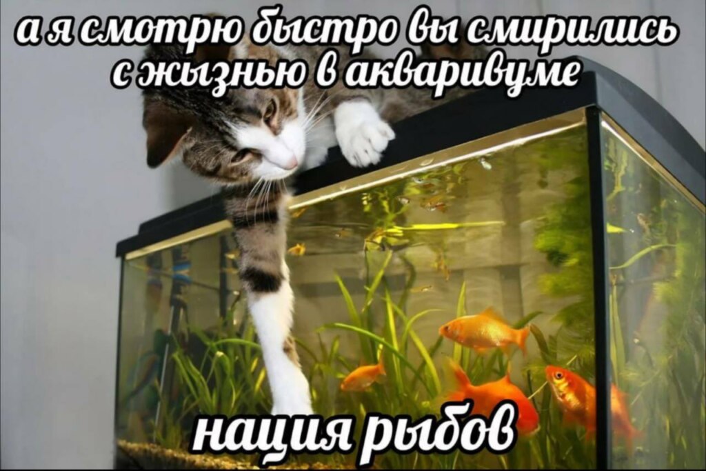 нация рабов мем