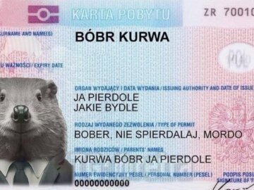 Бобр курва